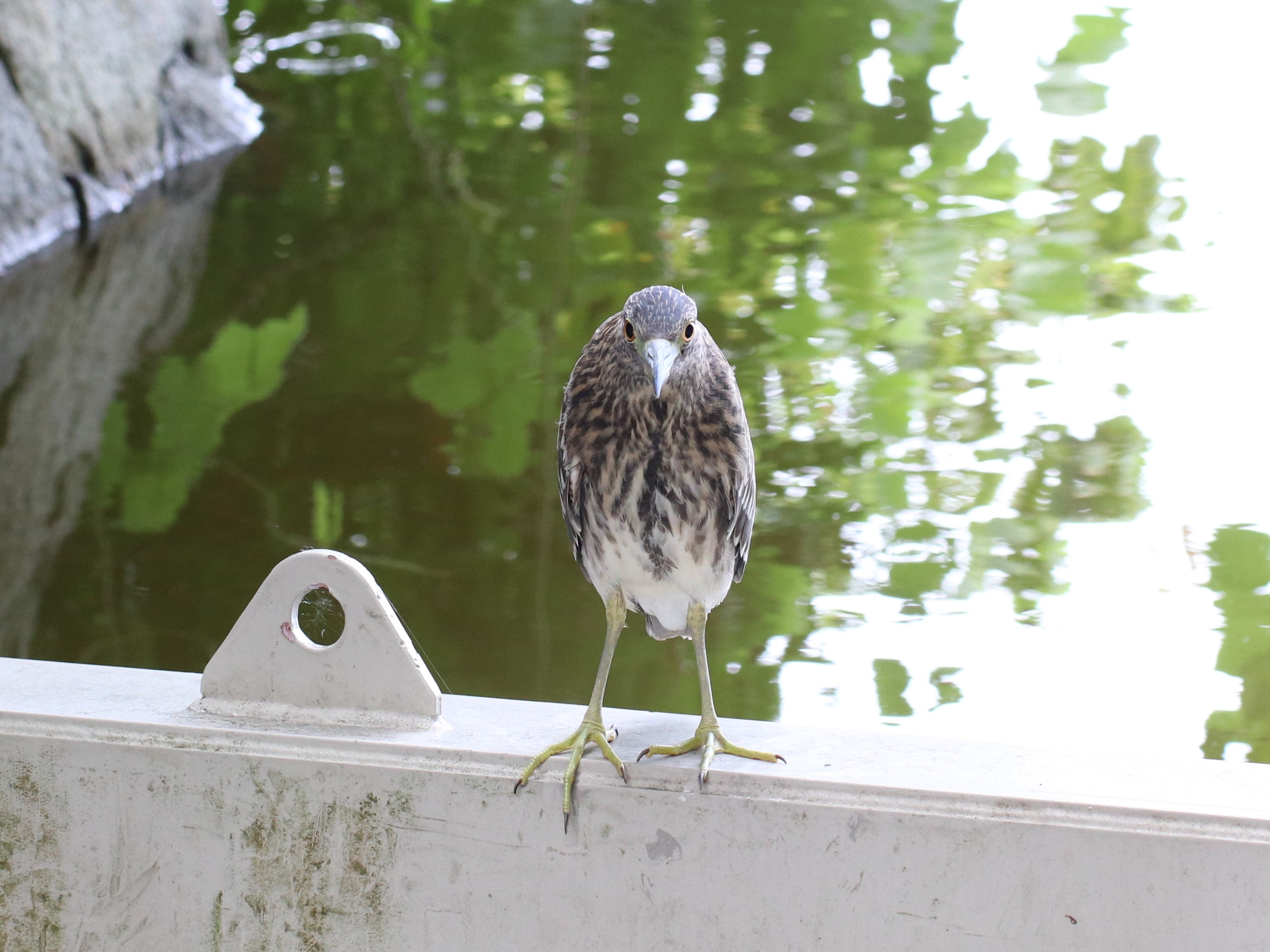 水路のゴイサギ4
